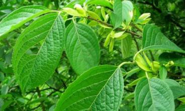 植物提取物飼料添加劑對于發展我國無抗養殖業將大有作為