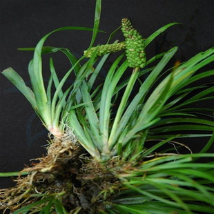 植物提取物-廠家優(yōu)質(zhì)供應(yīng)石菖蒲提取物10:1,20:1-植物提取物盡在阿里巴巴-.