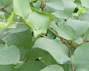 供應(yīng)虎杖甙 植物提取物_醫(yī)藥、保養(yǎng)_世界工廠網(wǎng)中國(guó)產(chǎn)品信息庫