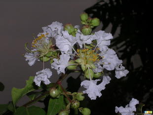 優(yōu)質(zhì)白薇提取物 上海康汀生物供應(yīng)10:1高純度庫(kù)存